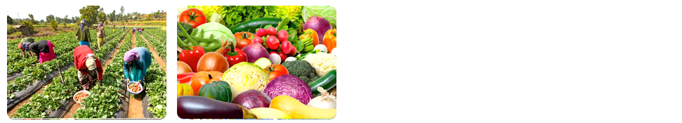 locally sourced ingredients